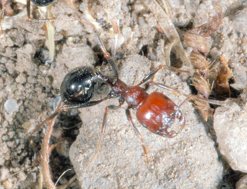 Formiche in onore di Ezio Sgr� - Tetramonium